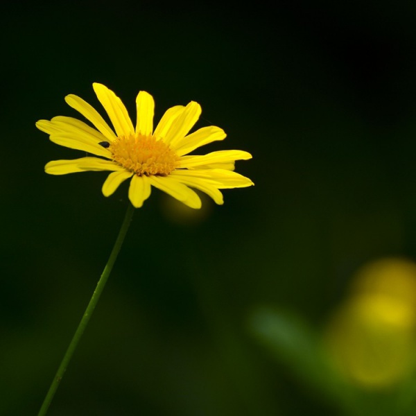 一朵小黄花